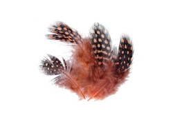 Fliegenbinde Federn Selected