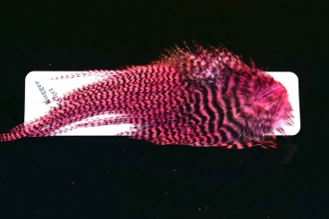 Ewing Hackle Hahnensattel Wooly Bugger Packet "Pattegris" Dyed Light Shrimp 