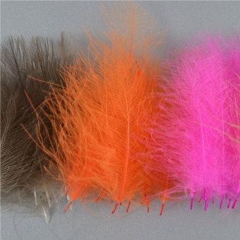 CDC-Feathers GINGER
