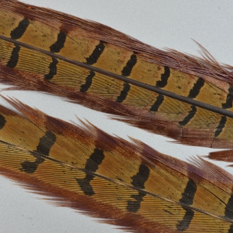 Pheasant Tail Olive